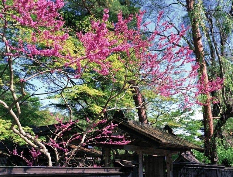 河南青旅