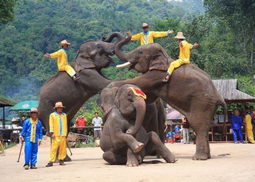 河南青旅,郑州青旅,西双 版纳