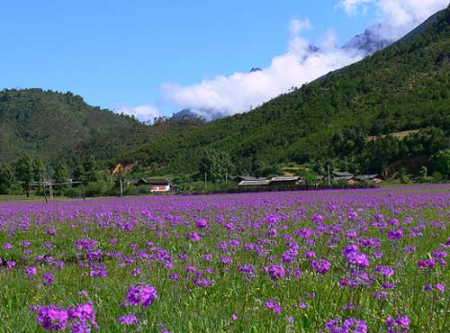 河南青旅,郑州青旅,丽 江