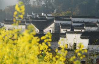 雾里看花：婺源、景德镇双卧四日游（全陪团）