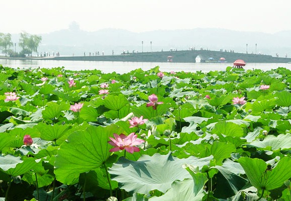 郑州青旅