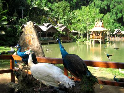 河南中青旅,郑州旅行社,西双 版纳