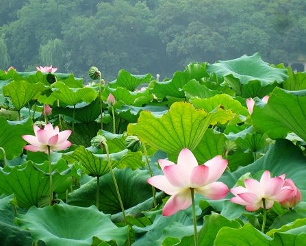郑州青旅
